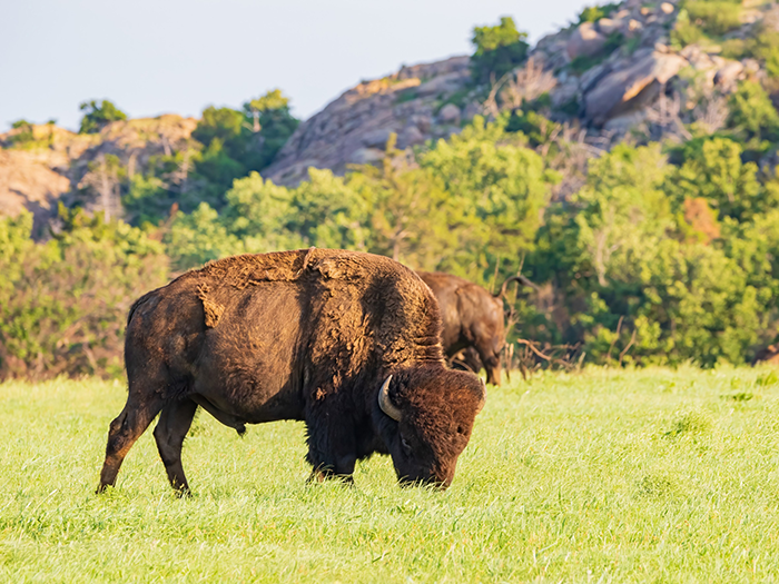 Buffalo