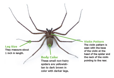 Images Of Brown Recluse Spider Bites On Humans