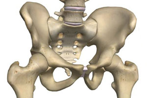 Hip Anatomy