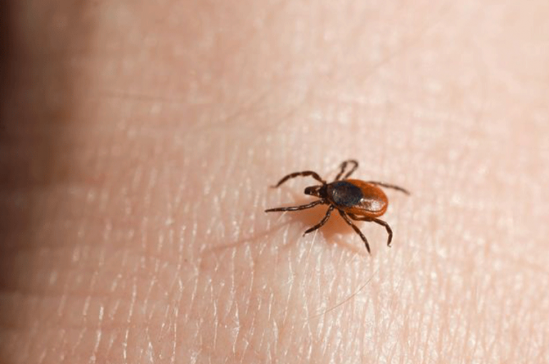 Protecting Your Family and Pets from Ticks
